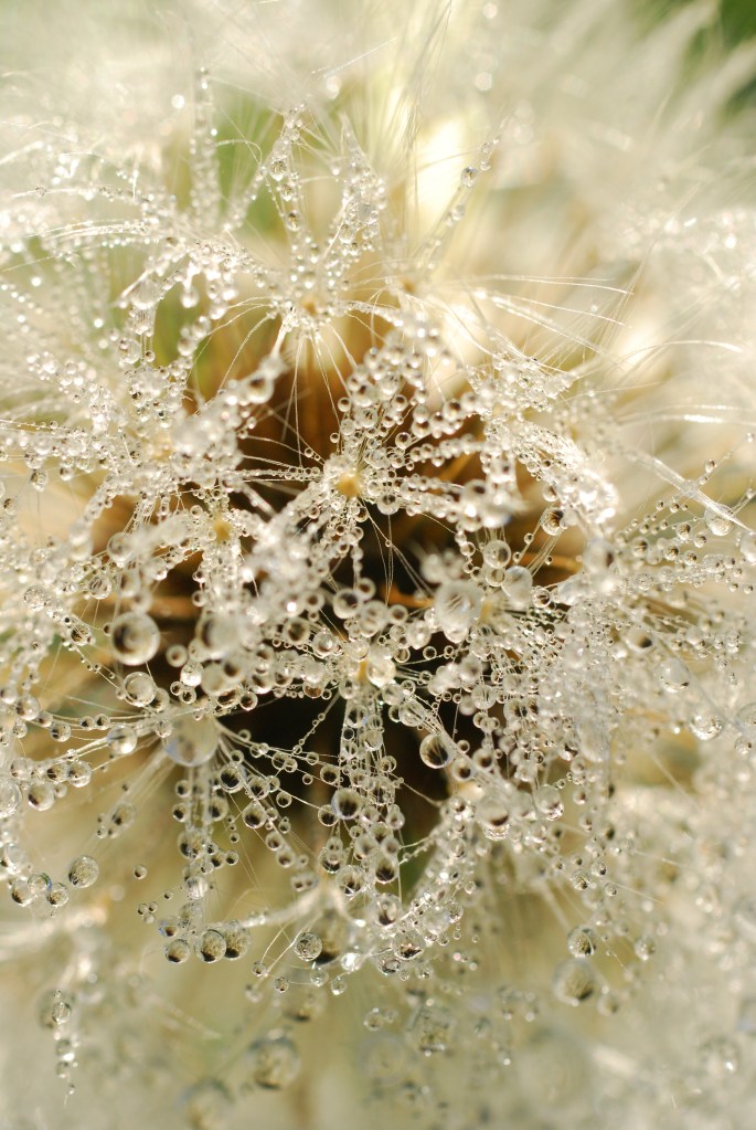 dandelion-with-dew-1362270
