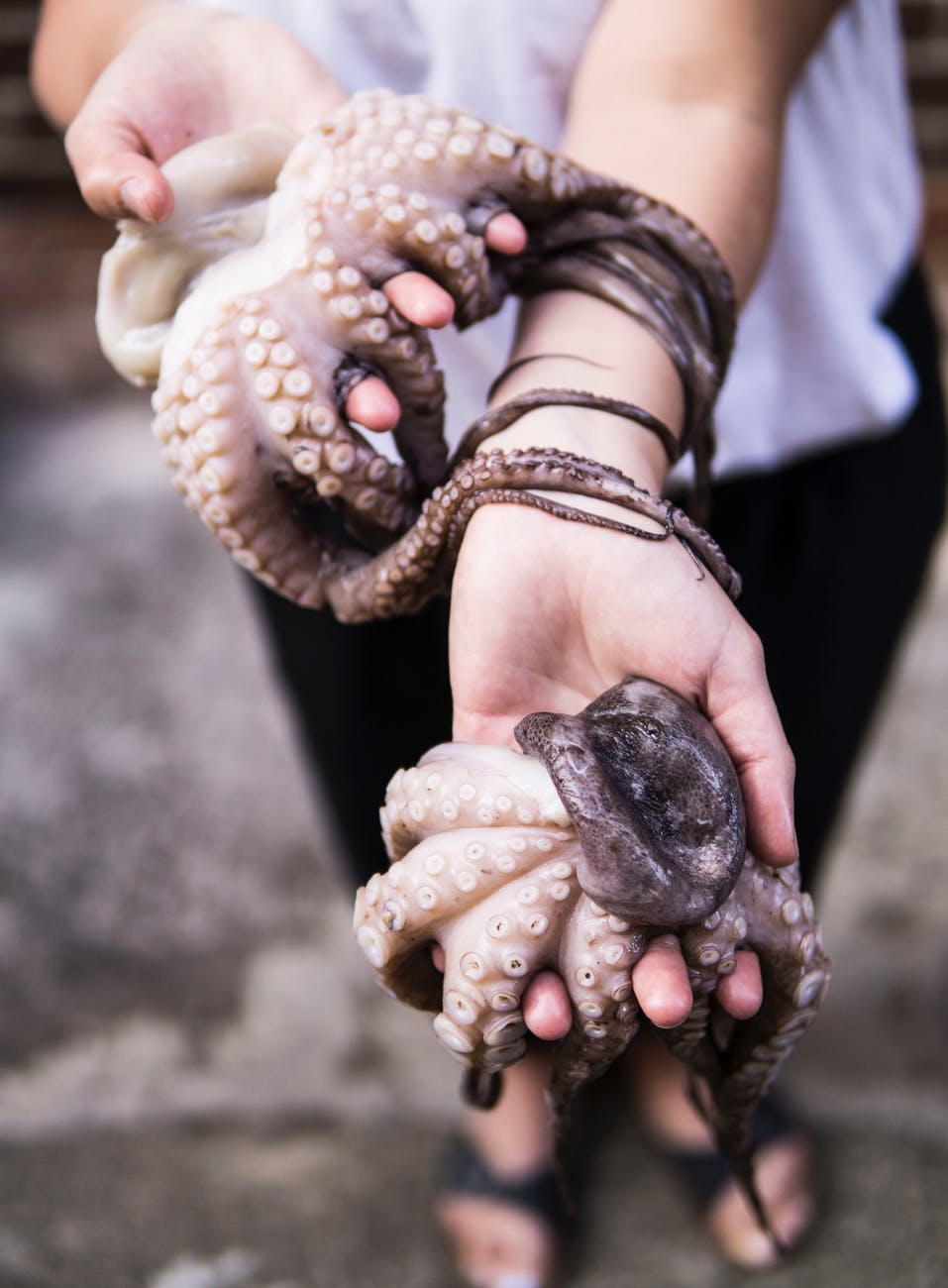 Image Description: A close-up of a person holding two small octopuses. 