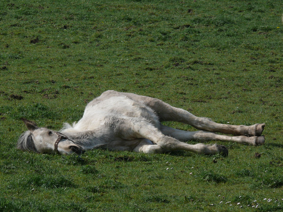 Image Description: A light gray horse lying on its side in grass.