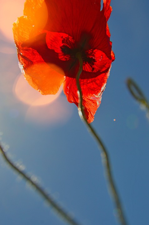 Image Description: A dreamy image of a red poppy against a blue sky. 