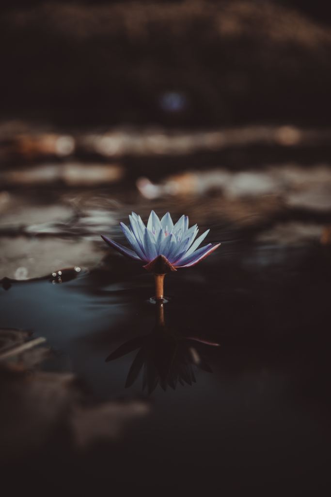 Photo of a white flower in a pond