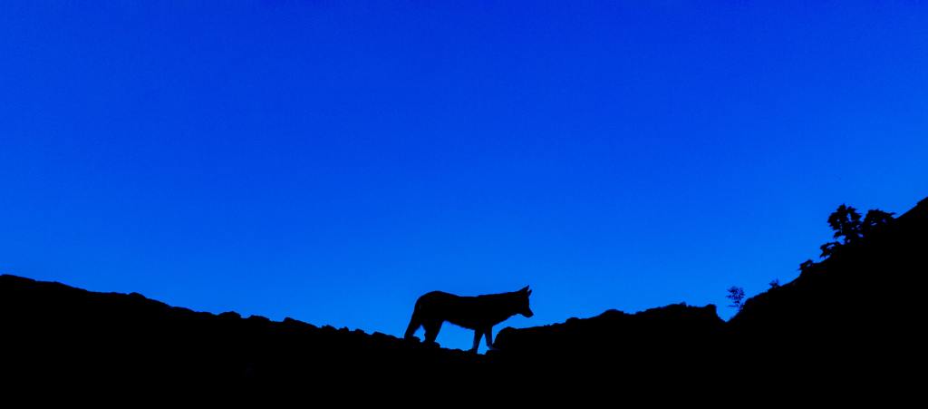 Descriptive image of a wild dog's silhouette. 