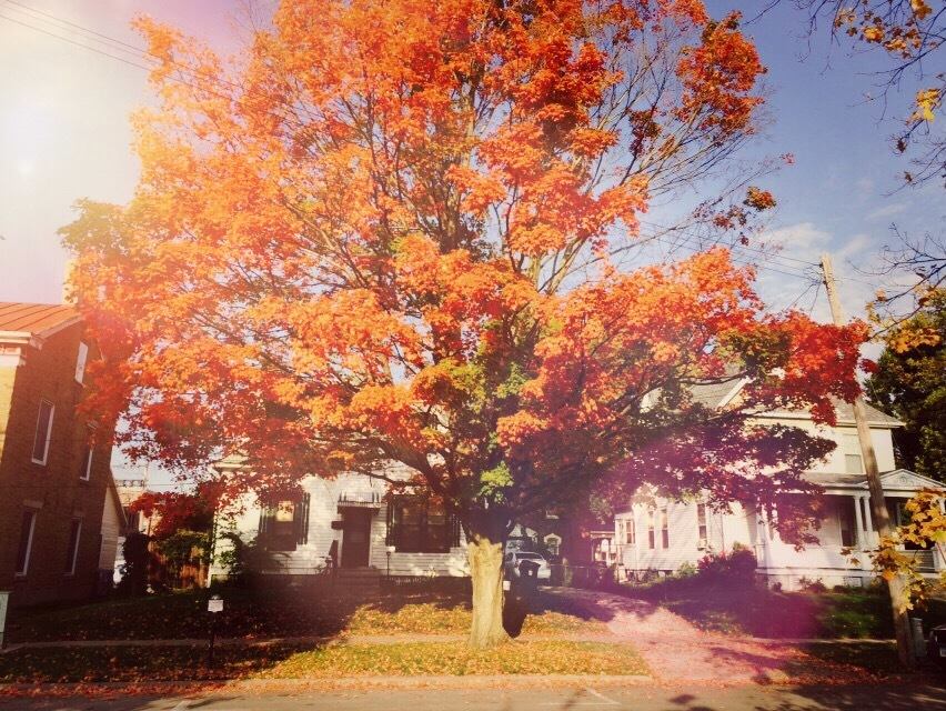 Orange fall tree, so bright it glows.