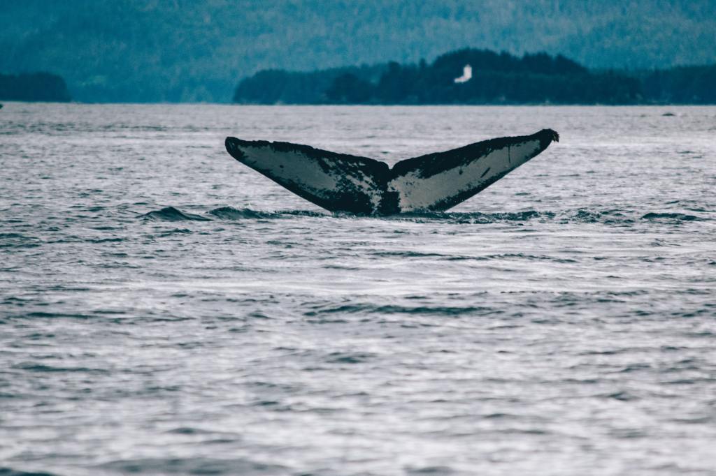 A whale's tail fin in water.