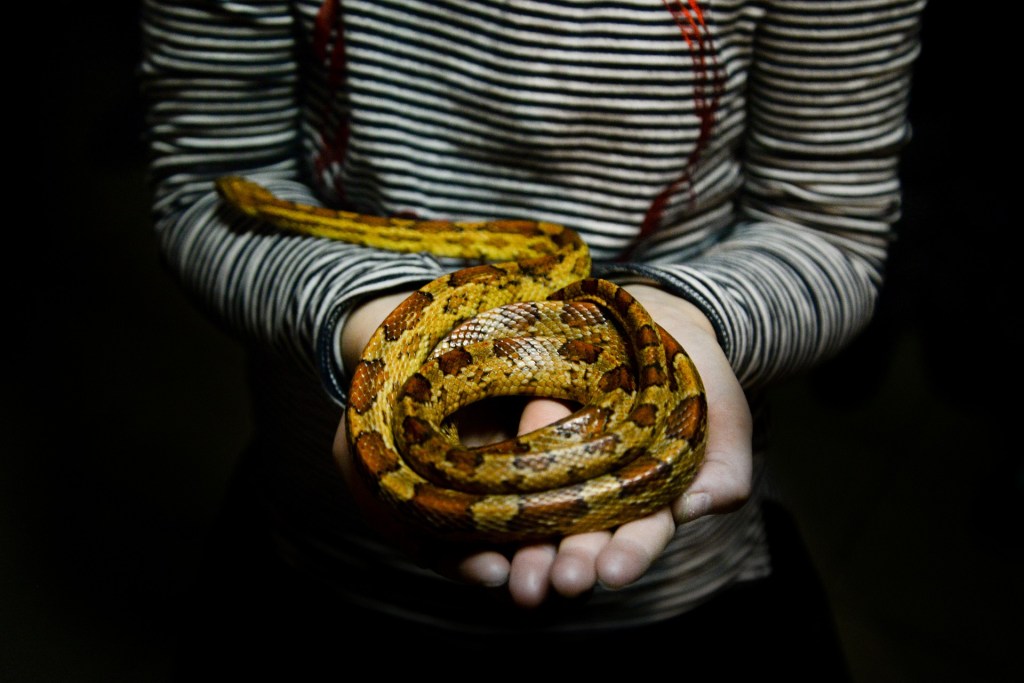 Descriptive image of a girl holding a snake.