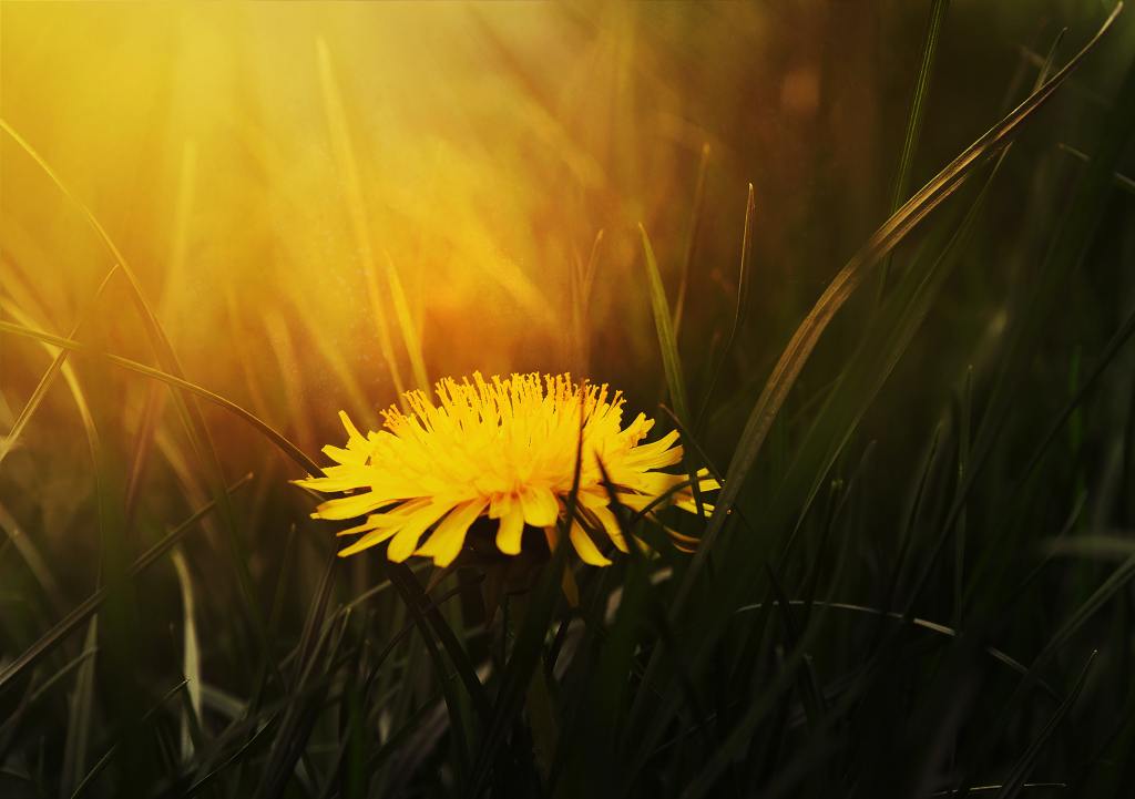 Dandelion in the grass at sunset