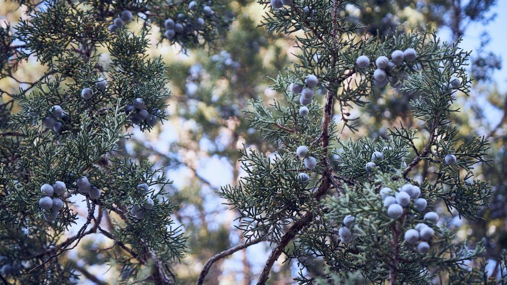 Juniper berries on branches