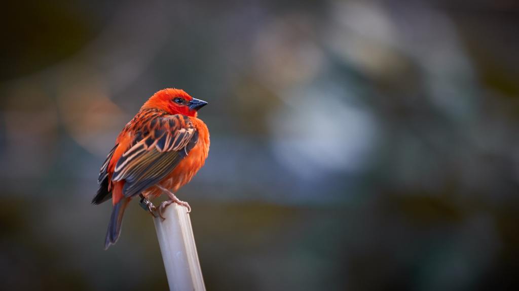 A red-orange finch sits on a post. 