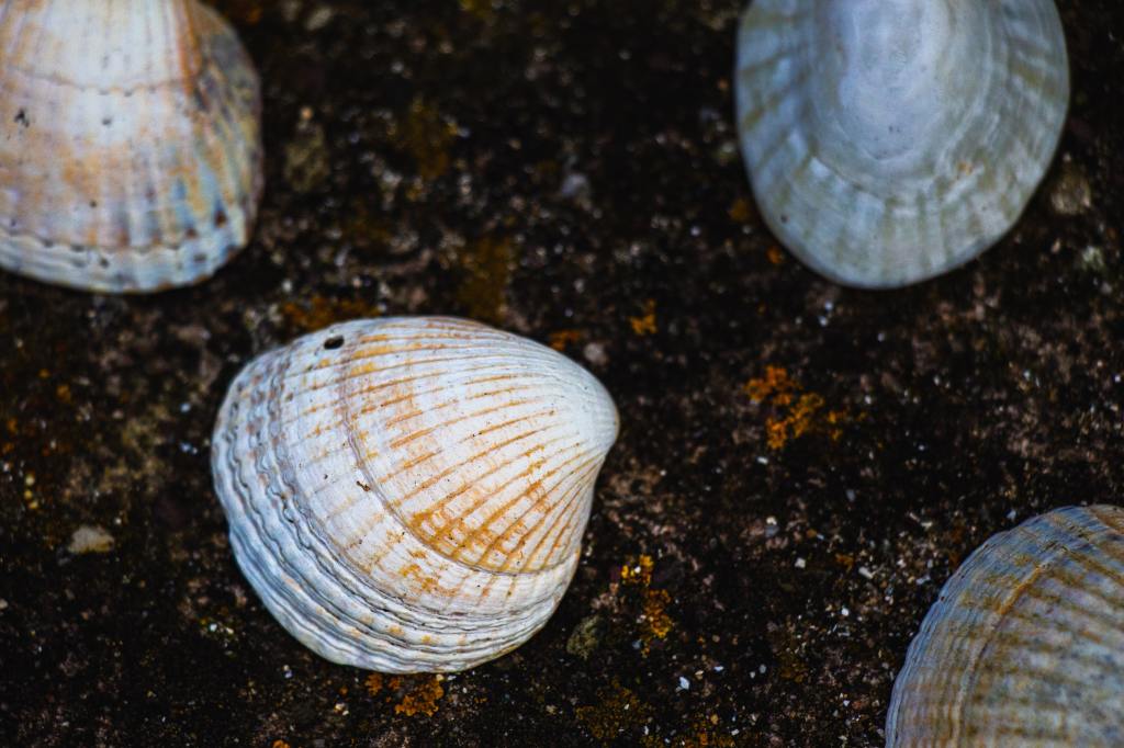 Four clam shells sit on dark sand. 