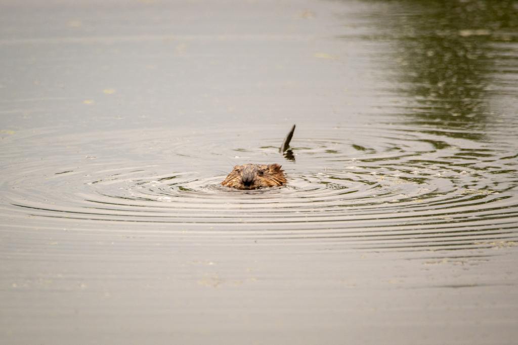 A muskrat swims through water, only its head and tail visible above the surface. 