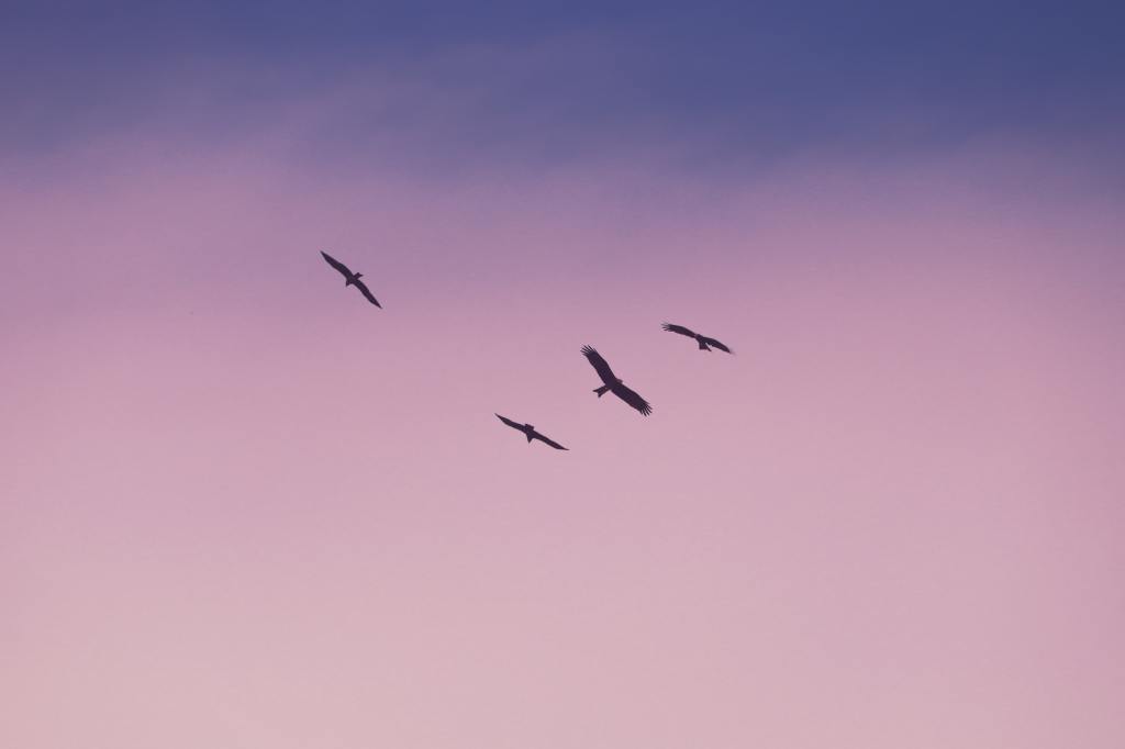 Four birds fly in the evening sky, the sunset turning the sky pink and purple behind them. 