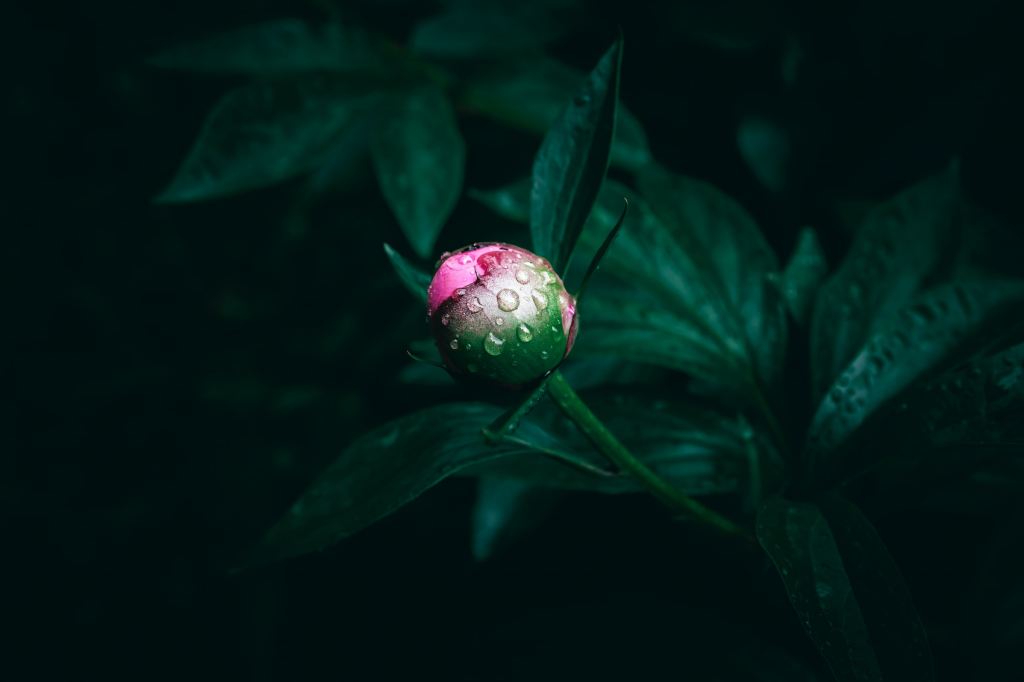 Close up shot of a peony bud.